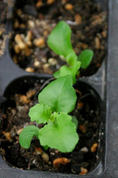 lobelia seedlings