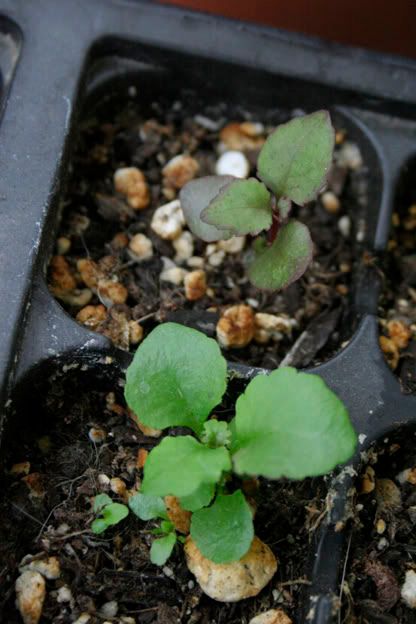 lobelia seedling.