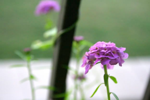 candytuft