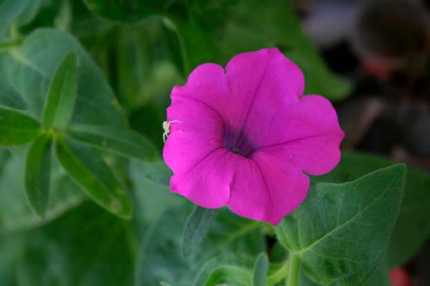 laura bush petunia