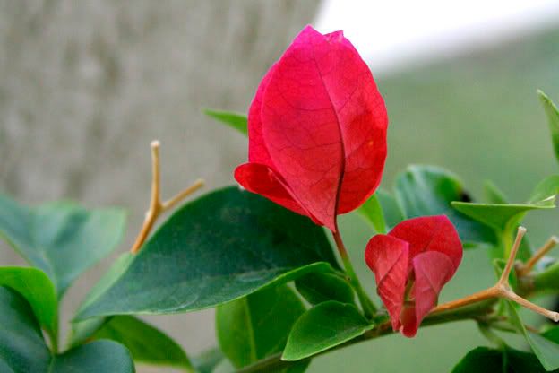 barbara karst bougainvillea