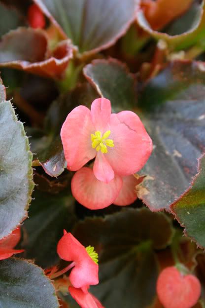 cocktail vodka begonia