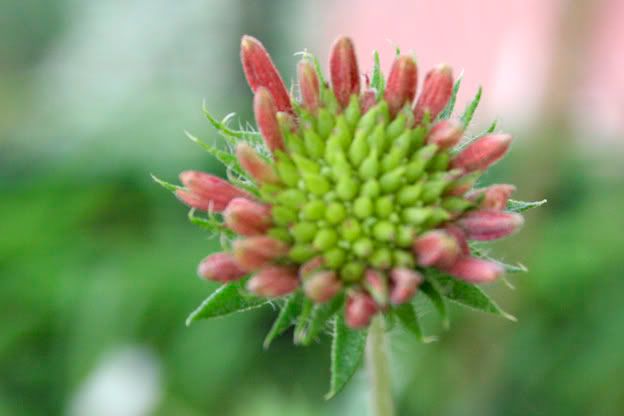 gaillardia