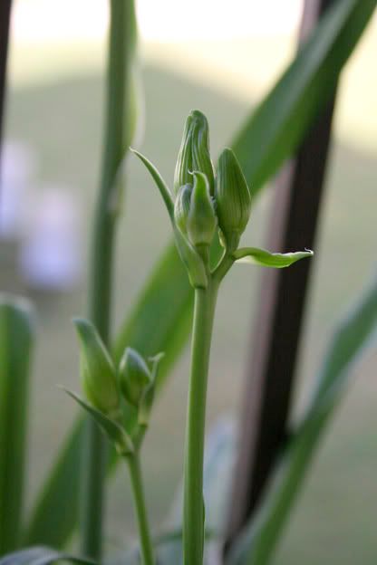 daylily buds