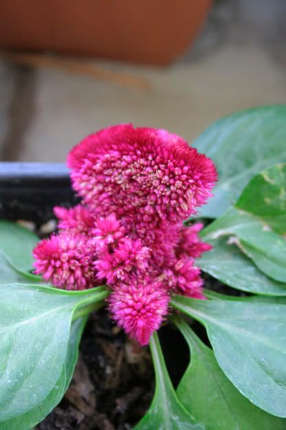 celosia