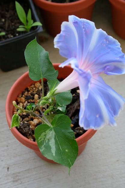 mt fuji morning glory