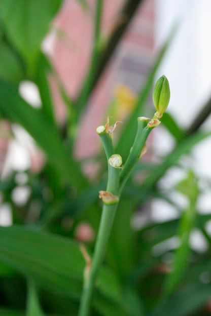 daylily bud