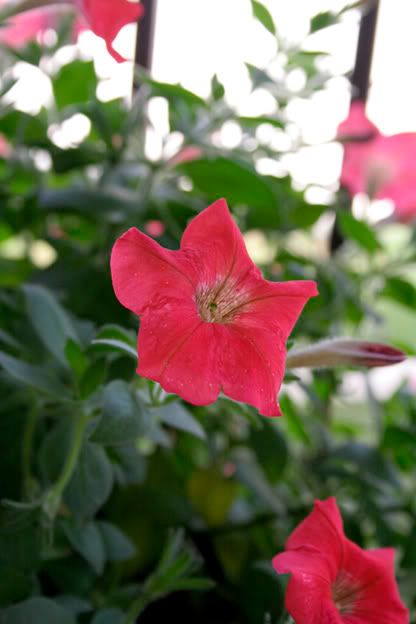 red petunias