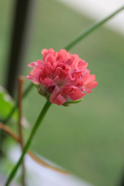 armeria