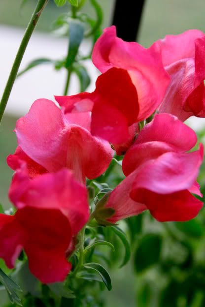 snapdragons