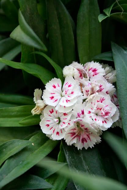 dianthus pinocchio