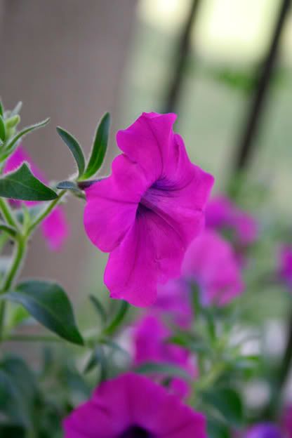 laura bush petunia