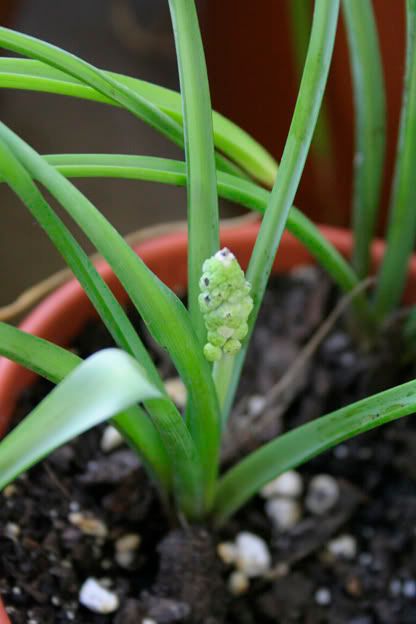 grape hyacinth