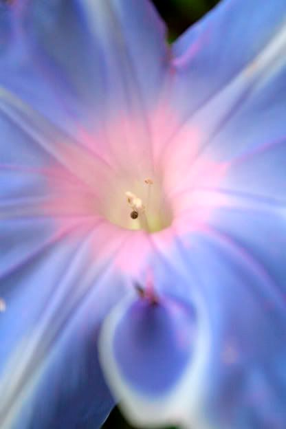 mt fuji morning glory