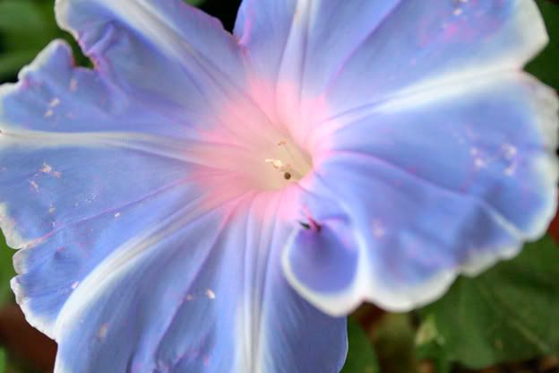 mt fuji morning glory