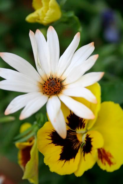 african moon and pansy