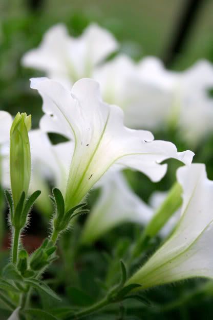 petunias