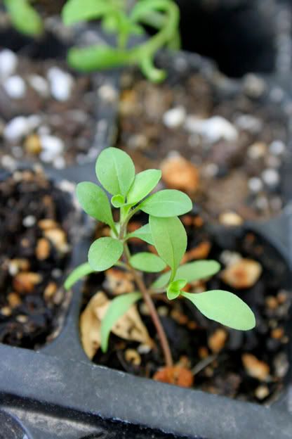 rock soapwort