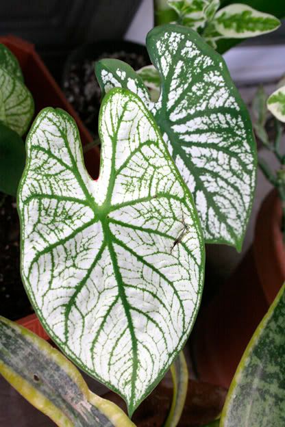 caladium