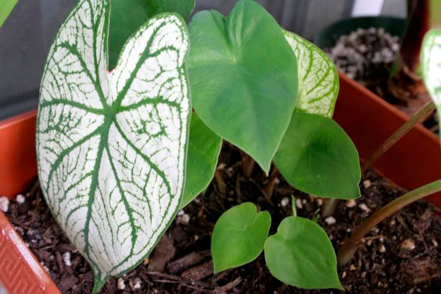 caladium