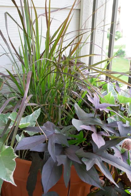 fountain grassa and sweet potato vine