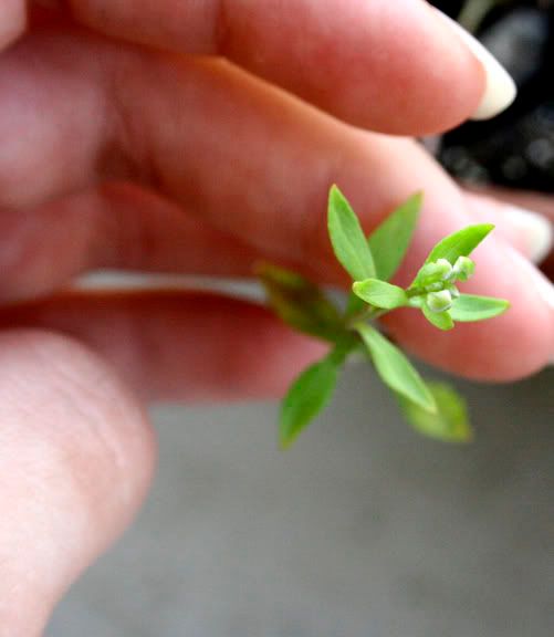 Candytuft Flower