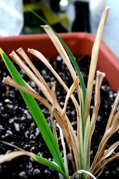 Daylily Leaf