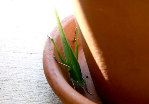 Grasshoper