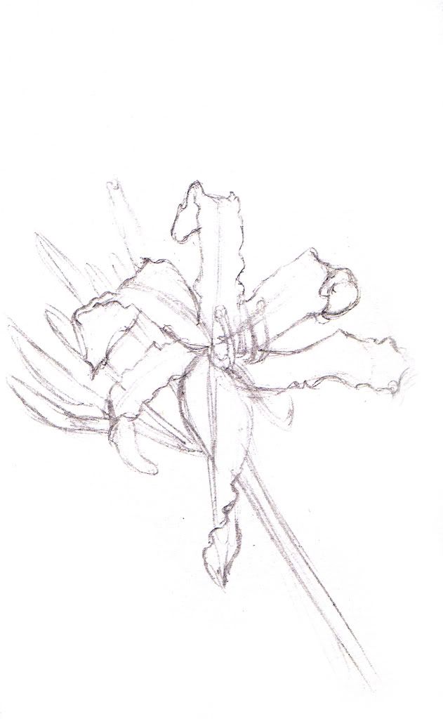 lily sketch