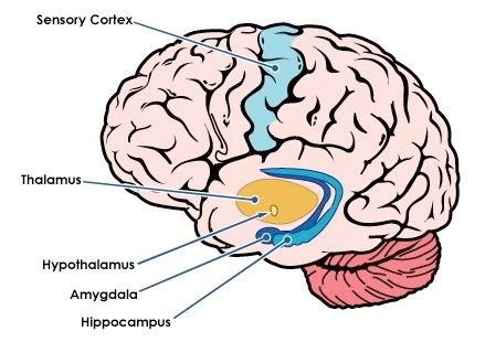 sensory cortex blueprint