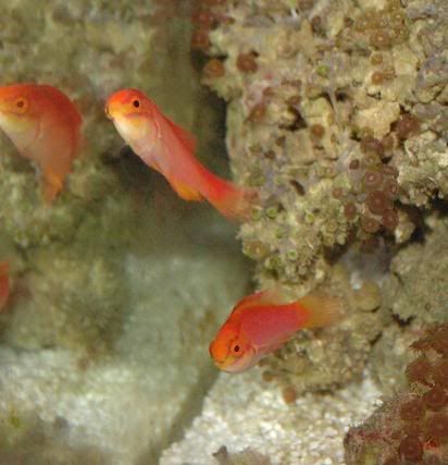 HawaiianFlameWrassePair.jpg