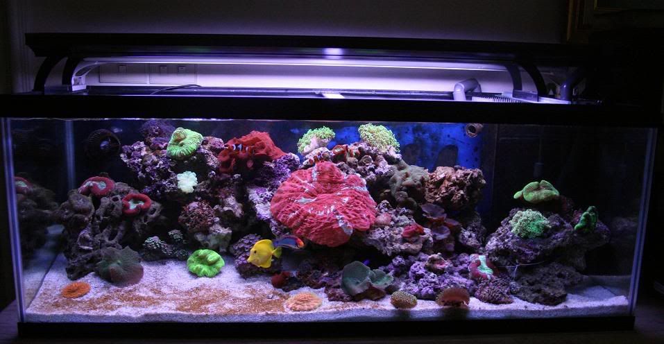 Reef5octFTS.jpg