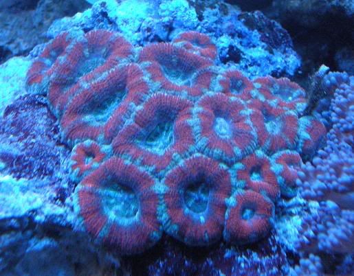 acan.jpg