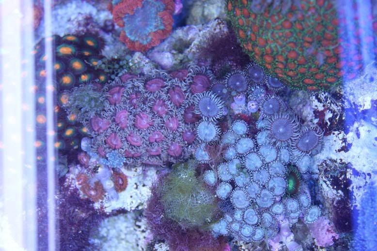 blueandpurpzoas.jpg