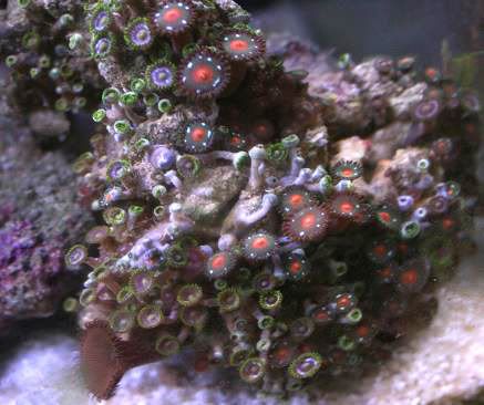 zoa2.jpg