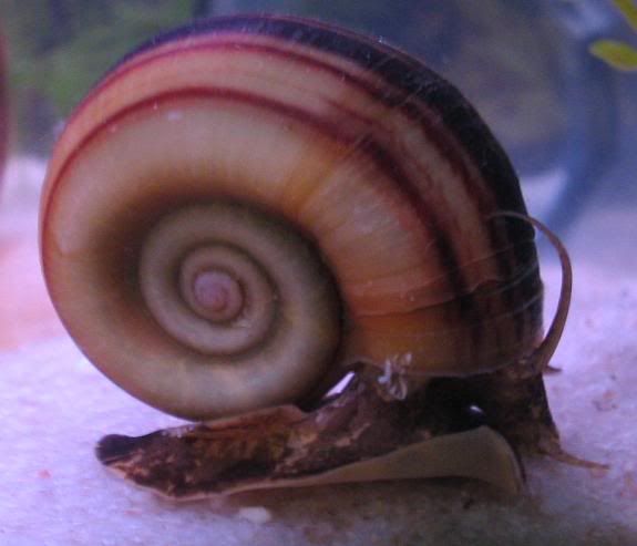 Giant Ramshorn Snail