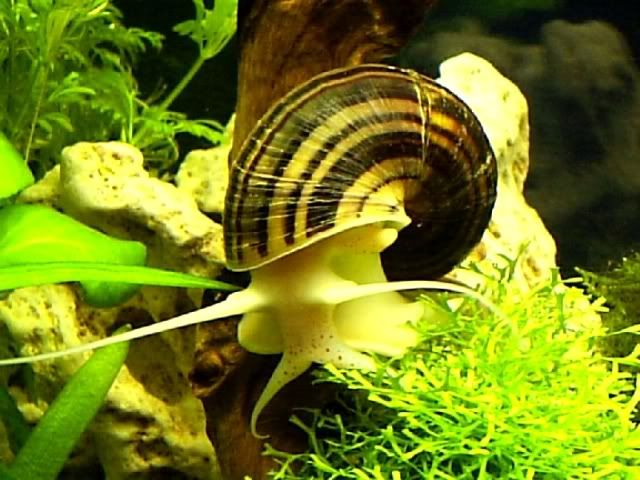 Spixi Snails