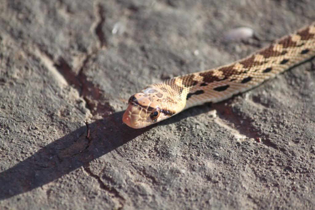 IMAGE: http://i191.photobucket.com/albums/z179/nate555_photos/IMG_3573.jpg