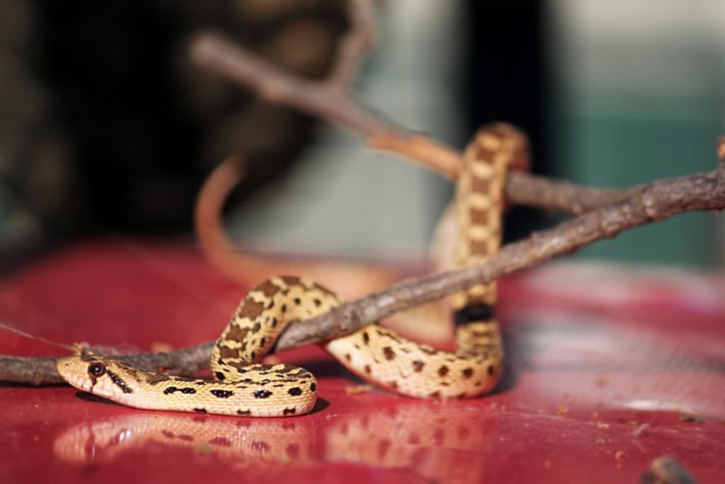 IMAGE: http://i191.photobucket.com/albums/z179/nate555_photos/snake3.jpg