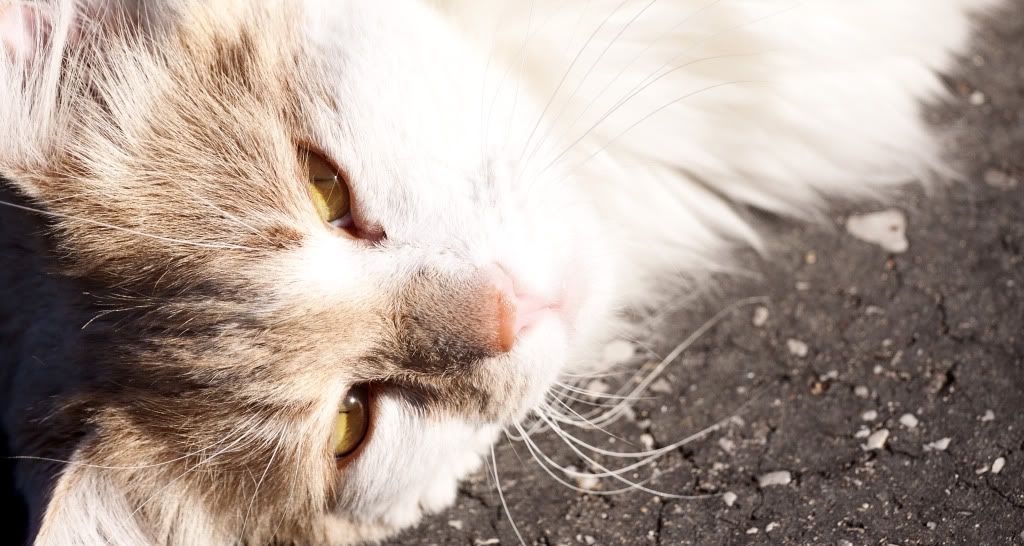 IMAGE: http://i191.photobucket.com/albums/z179/nate555_photos/tedclose.jpg