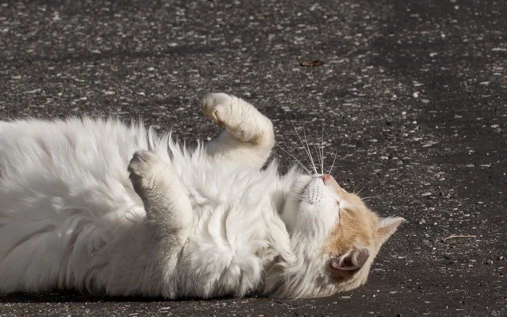 IMAGE: http://i191.photobucket.com/albums/z179/nate555_photos/tedsun.jpg