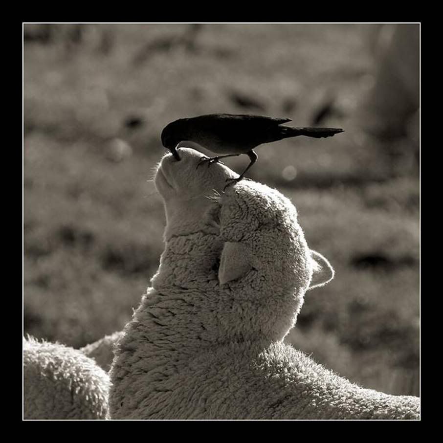 kili Hayvan Resimleri