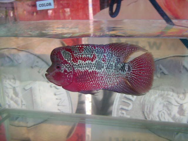 A photo of a fully-grown classic red dragon flowerhorn fish.