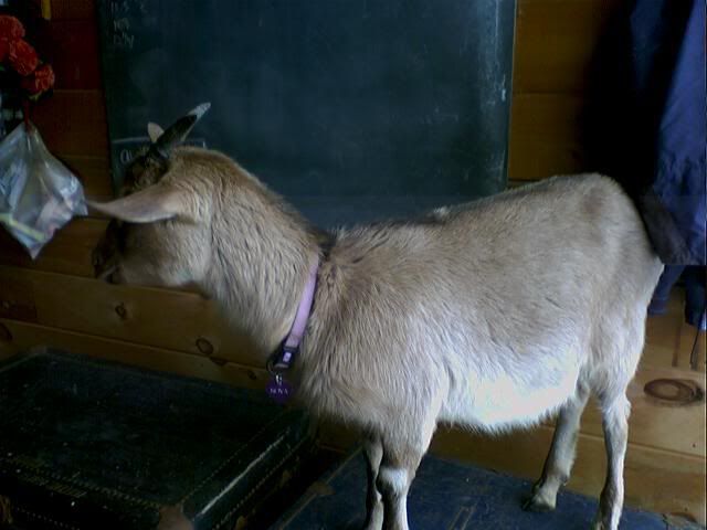 Too small or right on size?? - Goats