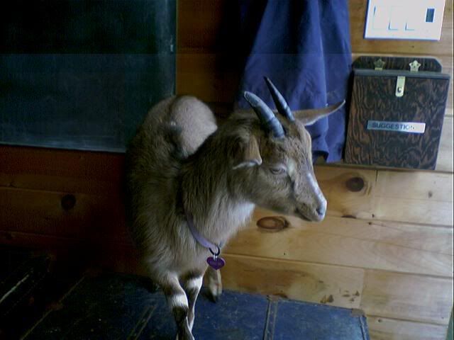 Too small or right on size?? - Goats