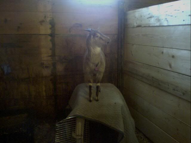 Too small or right on size?? - Goats