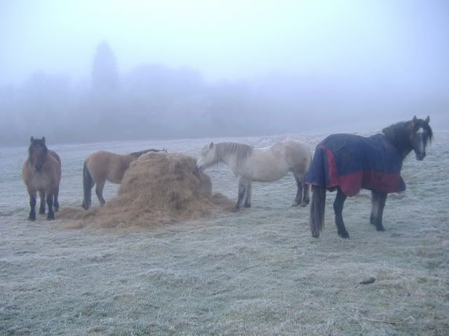 Ponies · Foals 2009