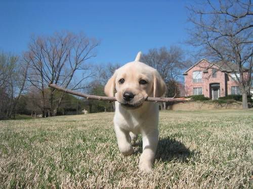 yellow lab