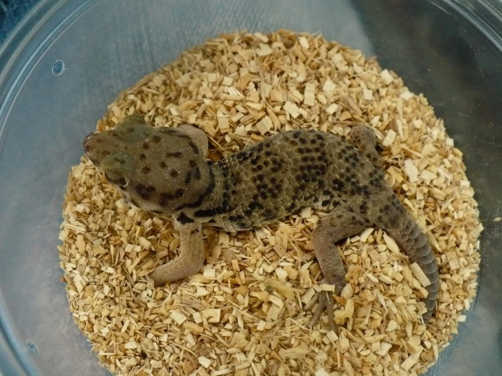 gecko1.jpg