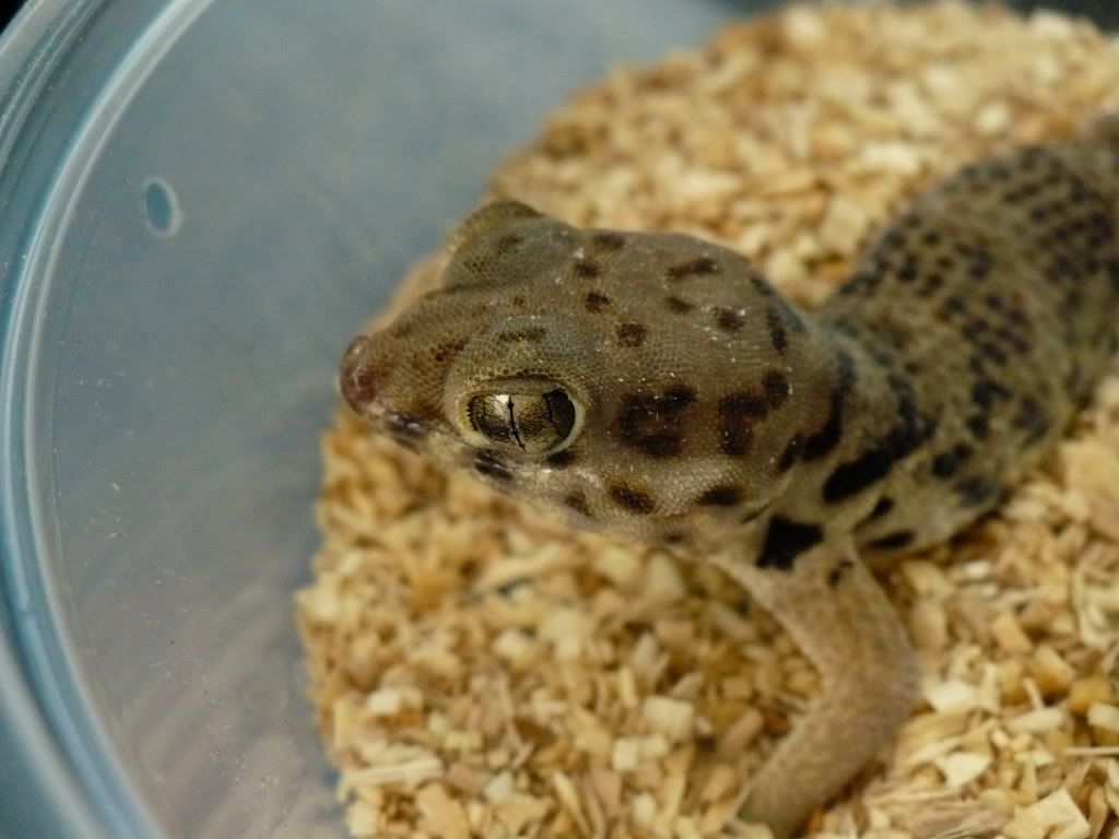 gecko1a.jpg